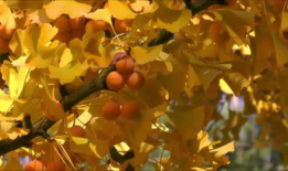 银杏视频,探寻千年古树的生命奥秘